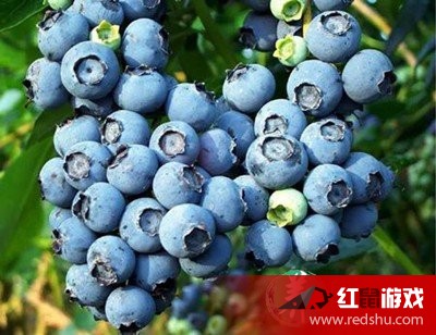 蓝莓降价风暴，售价暴跌近20%，你还等什么？