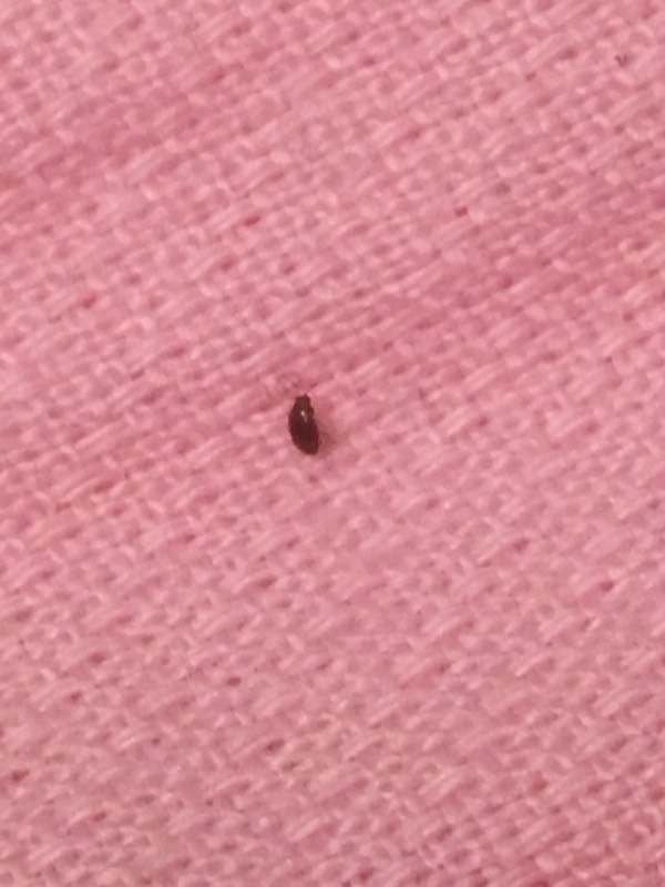 床上经常出现小虫子床上经常出现小虫子可能是由于多种原因导致的，包括环境因素、个人卫生问题以及室内湿度和温度等。为了解决这个问题，你可以采取以下措施