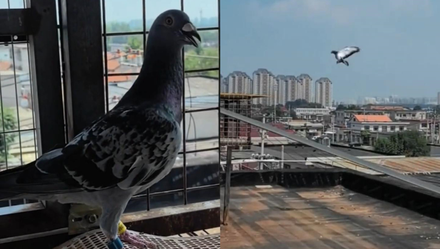 天津和平鸽归巢主人激动吹哨迎接天津和平鸽归巢后，其主人激动吹哨迎接，这一情景充满了喜悦和温情。