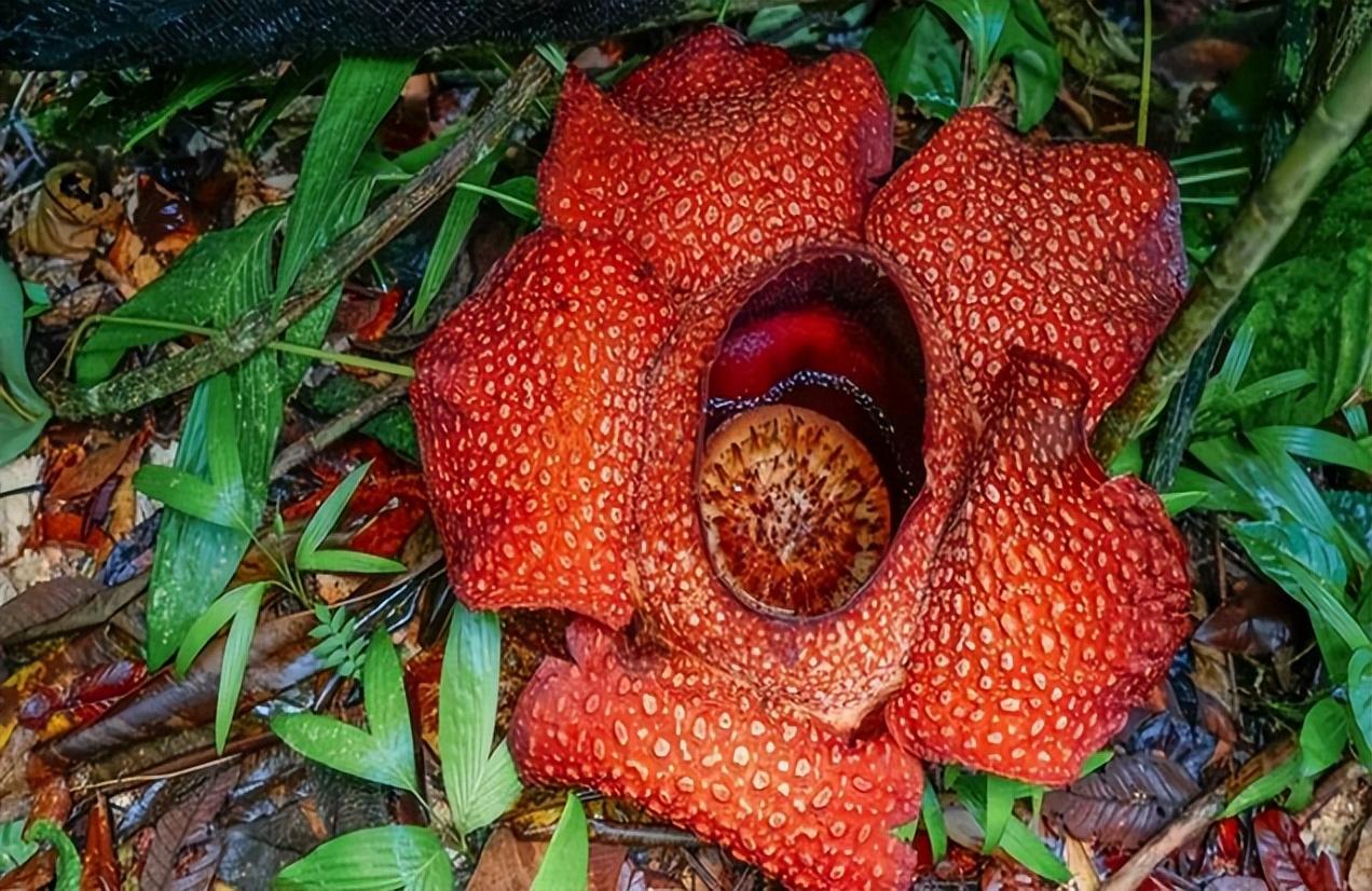 踏花游湖 第4页