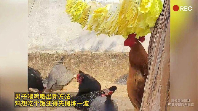 喂鸡方法和视频