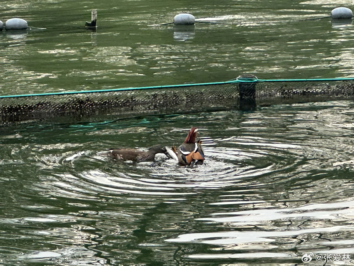 ↘城管メ来了↙ 第4页