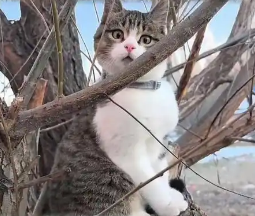 网红小猫悟空去世