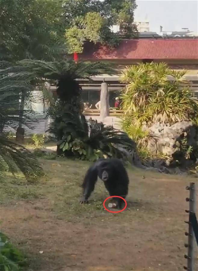网红猩猩扔石块砸伤游客 动物园回应