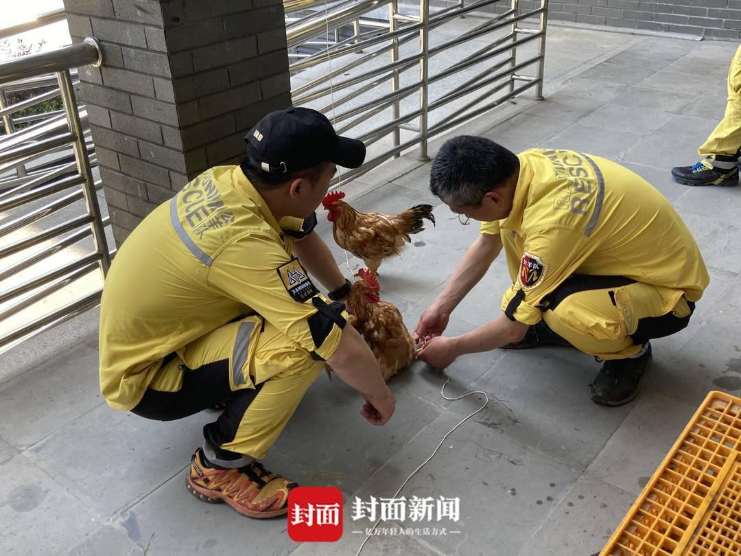 杭州外逃豹子找到了吗？动物保护与社会责任的反思