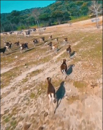 外逃四年后，杭州那只豹子怎样了？