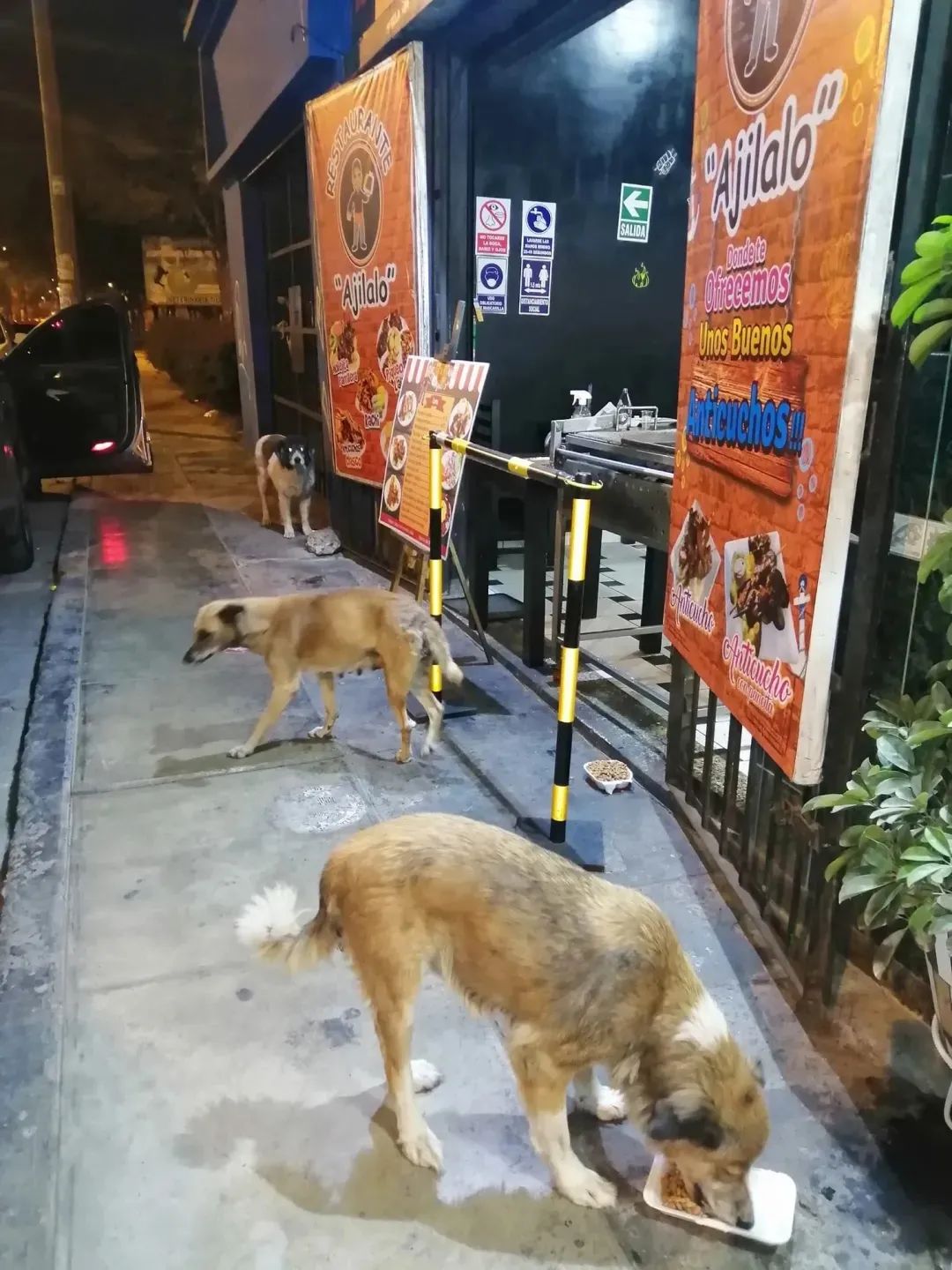 流浪狗为报恩帮烧烤店老板看店