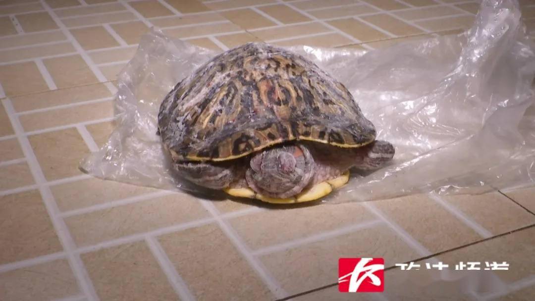 天降乌龟砸死小孩 饲主判赔百万