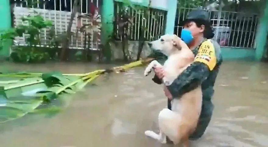 狗狗的坚守与期待，被困洪水中的无言等待与主人的重逢